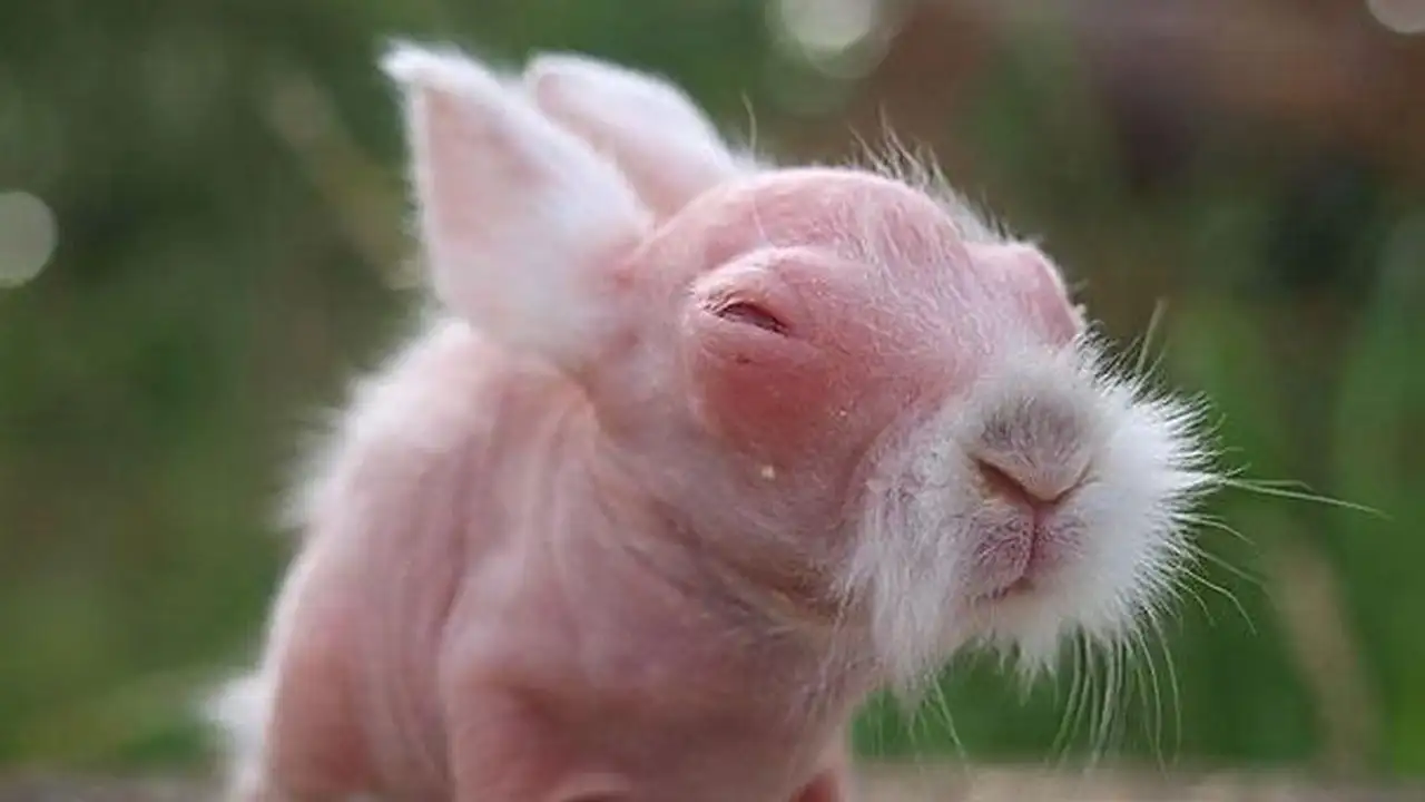 Новорожденный кролик.