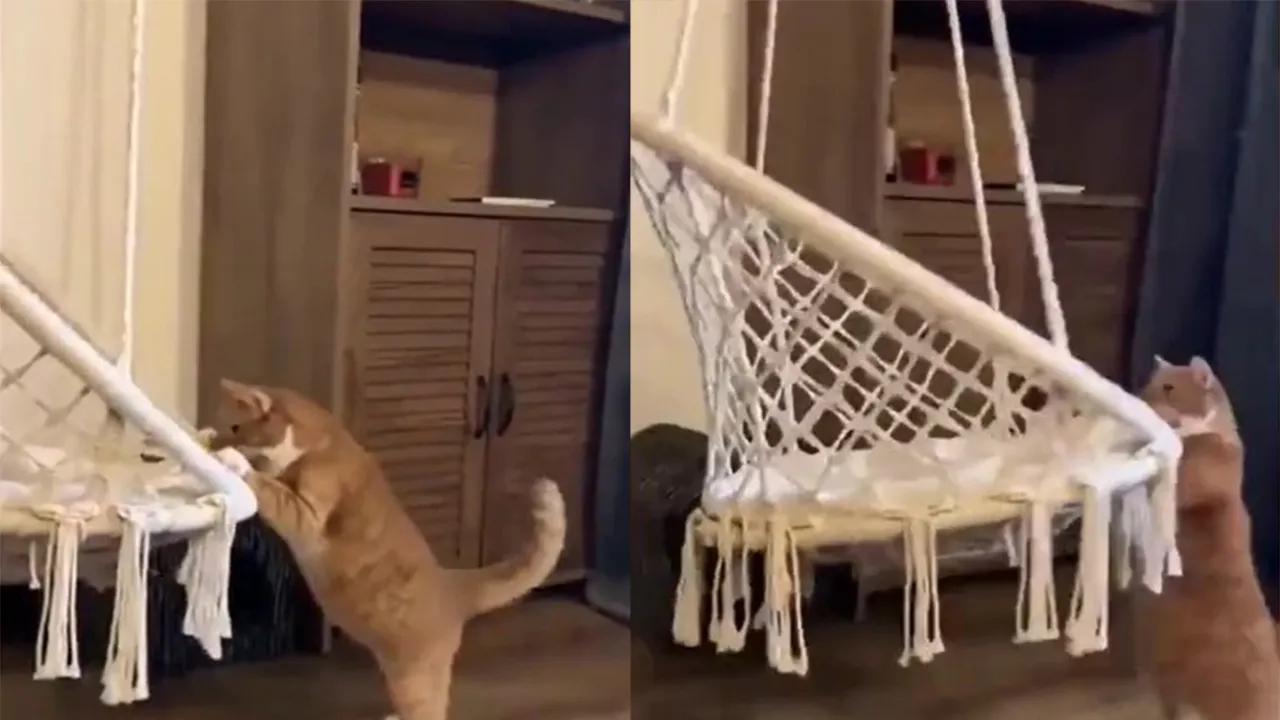 Уморительные попытки кота дотянуться до игрушки.