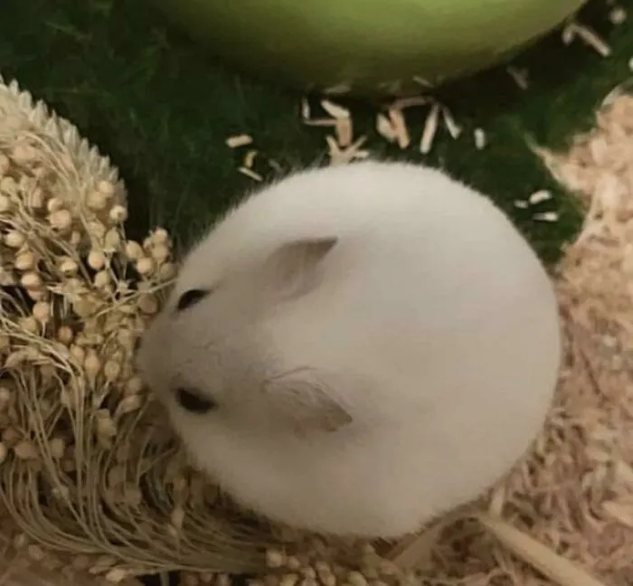 «Почти совершенство».