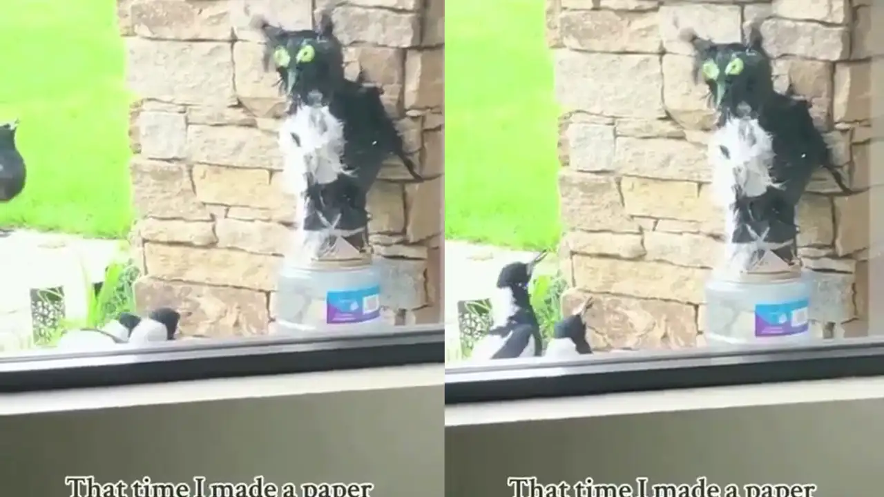 Птицы «молятся» на чучело совы.