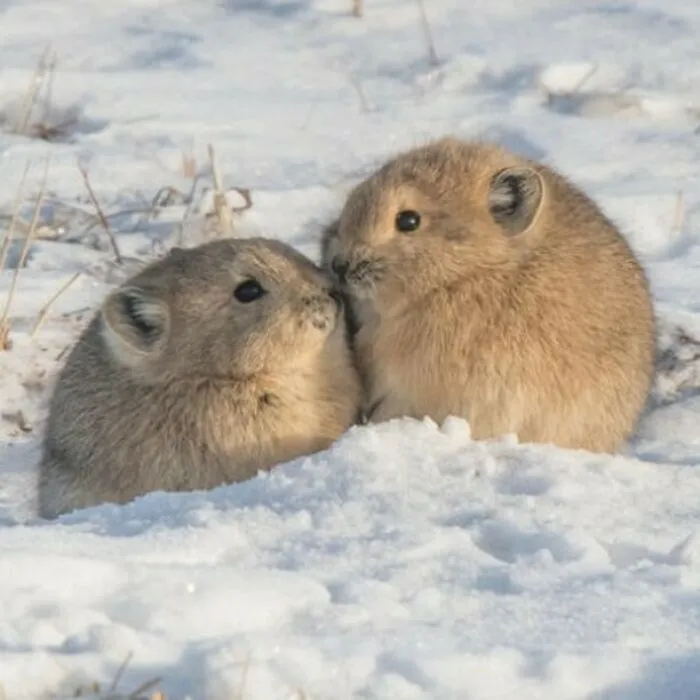 Вместе теплее.