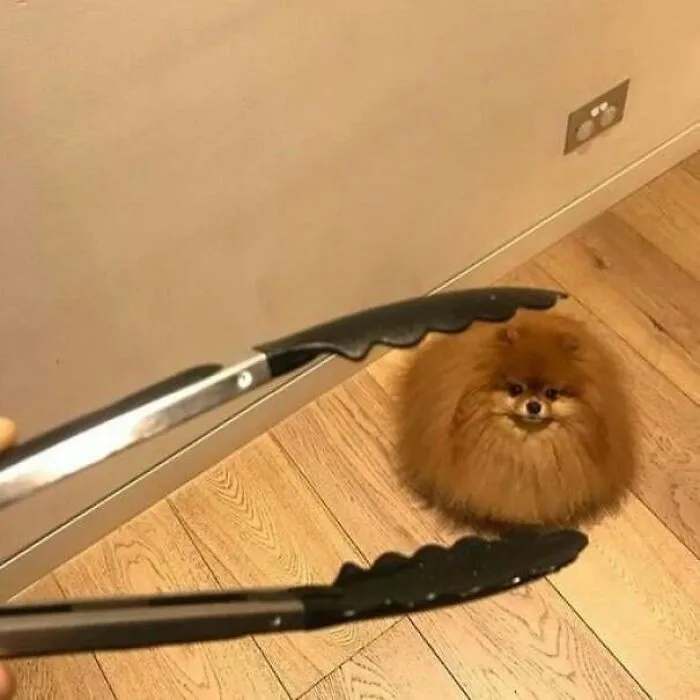 Пушистый круглый щенок.