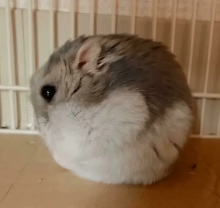 «Идеально круглый».