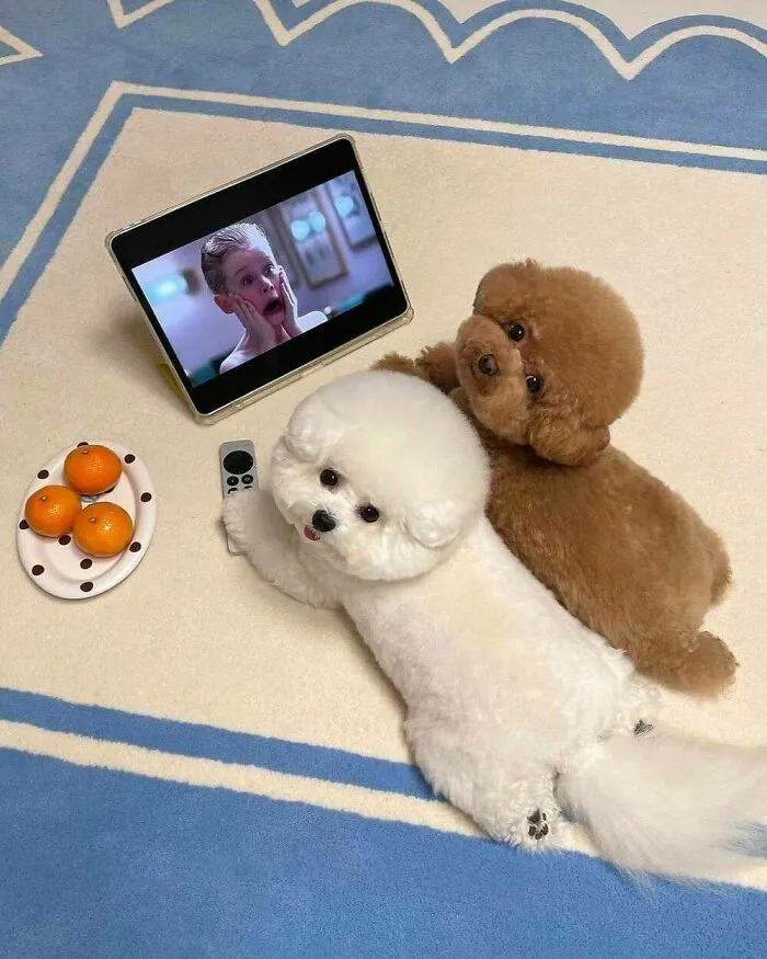 «У них идеальная круглая стрижка».