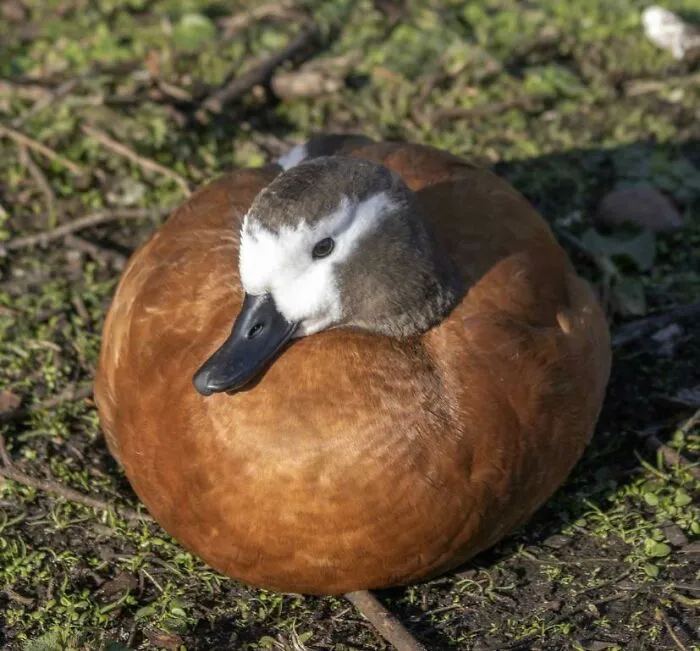«Очень круглая утка, которую я встретил на выходных».