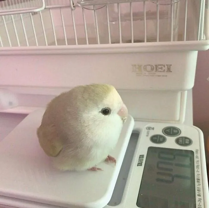 Круглая птичка.