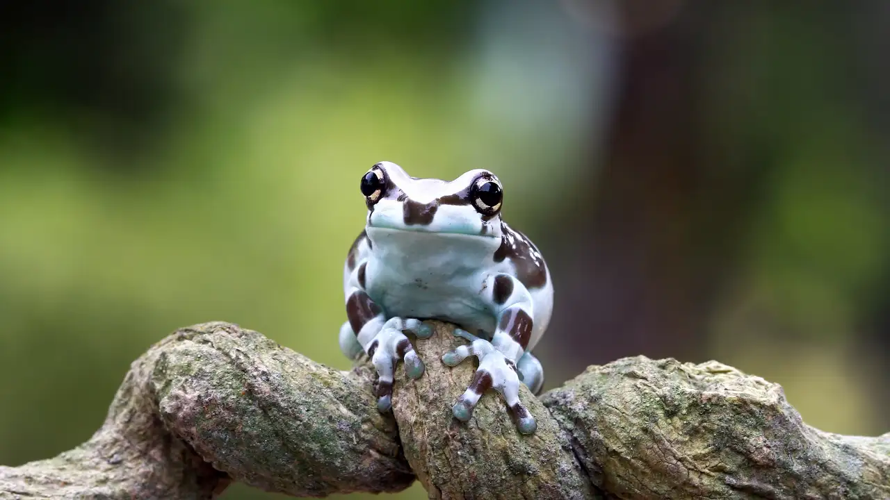 Древесная лягушка.