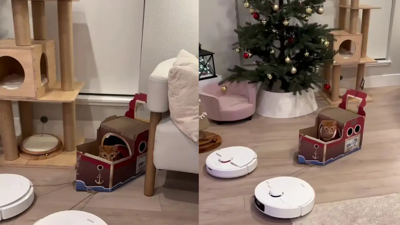 Кот в упряжке из двух роботов-пылесосов.