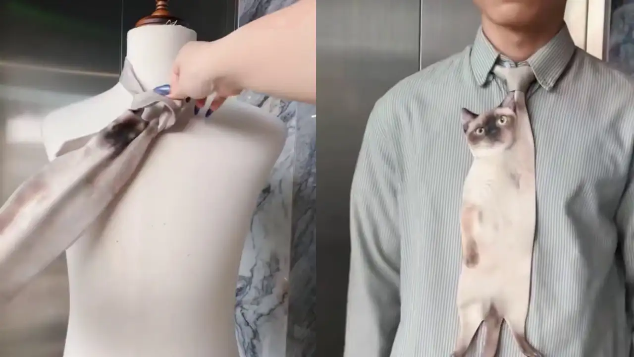 Галстук в виде кота.