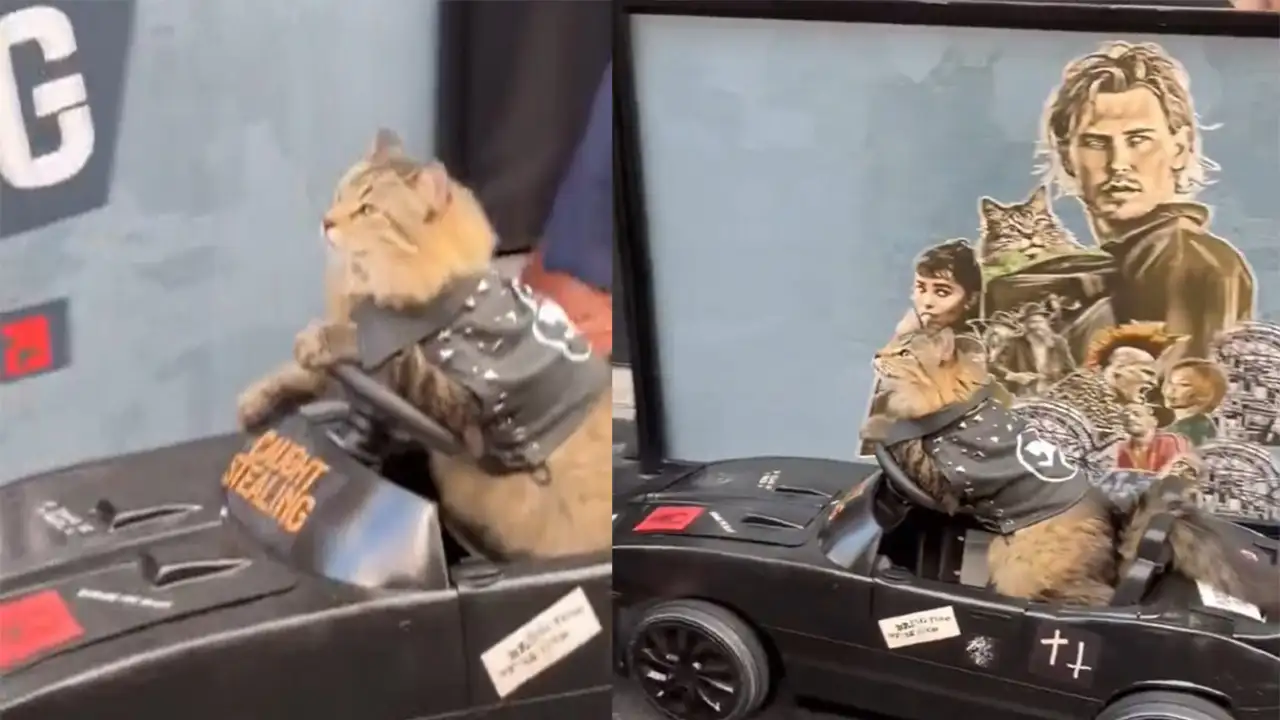 Котик на премьере.