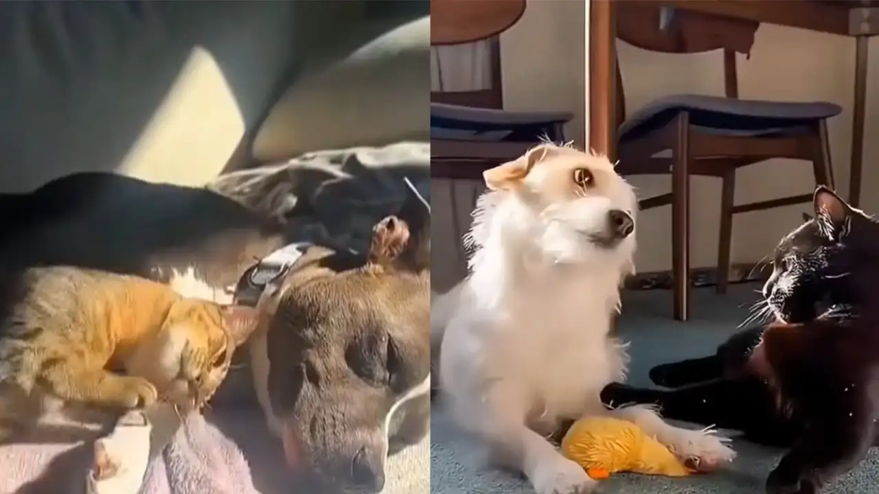 Котики и песики.