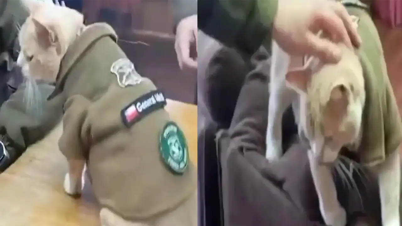 Кот Наруто. 