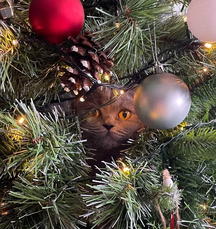 «Я не мог найти свою кошку, она была слишком тихой».