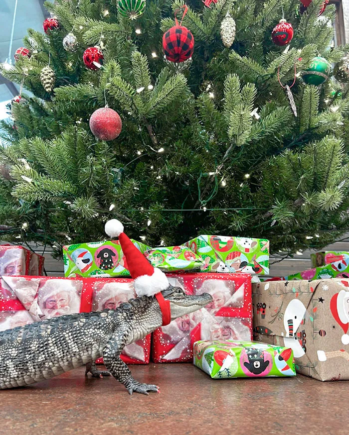 «Аллону интересно, на каком подарке написано его имя. Он заслуживает всех угощений».