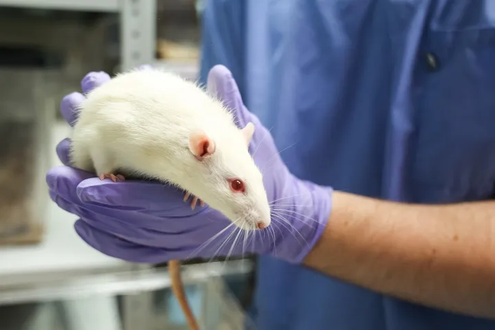 Открытие проверили на лабораторных крысах.