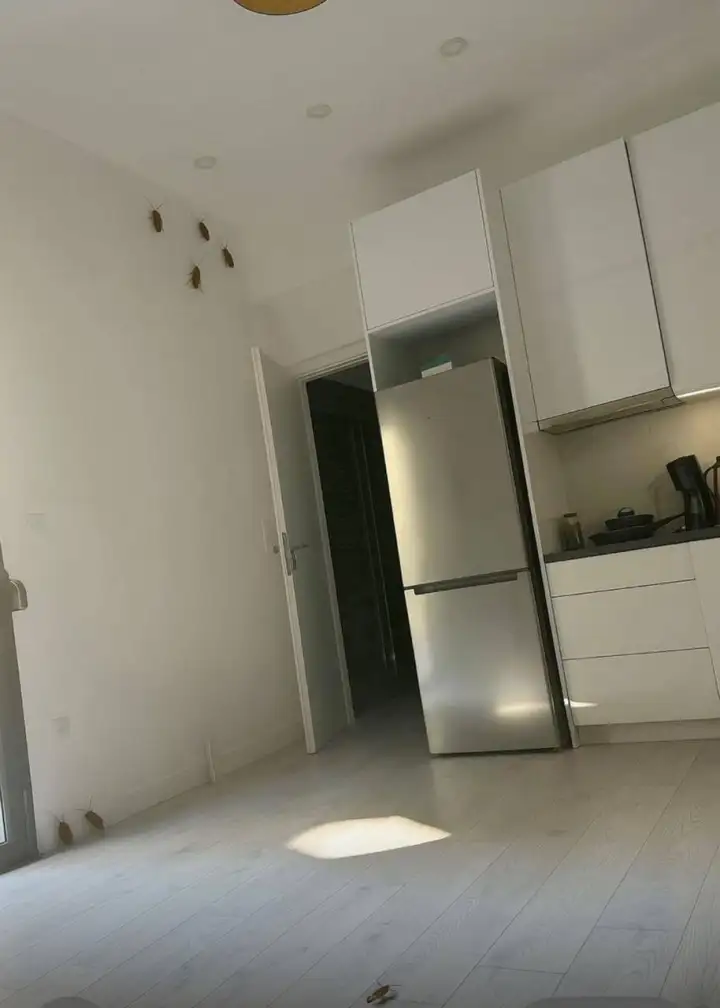 Та самая фотография с гигантскими тараканами, которую приложил гость.