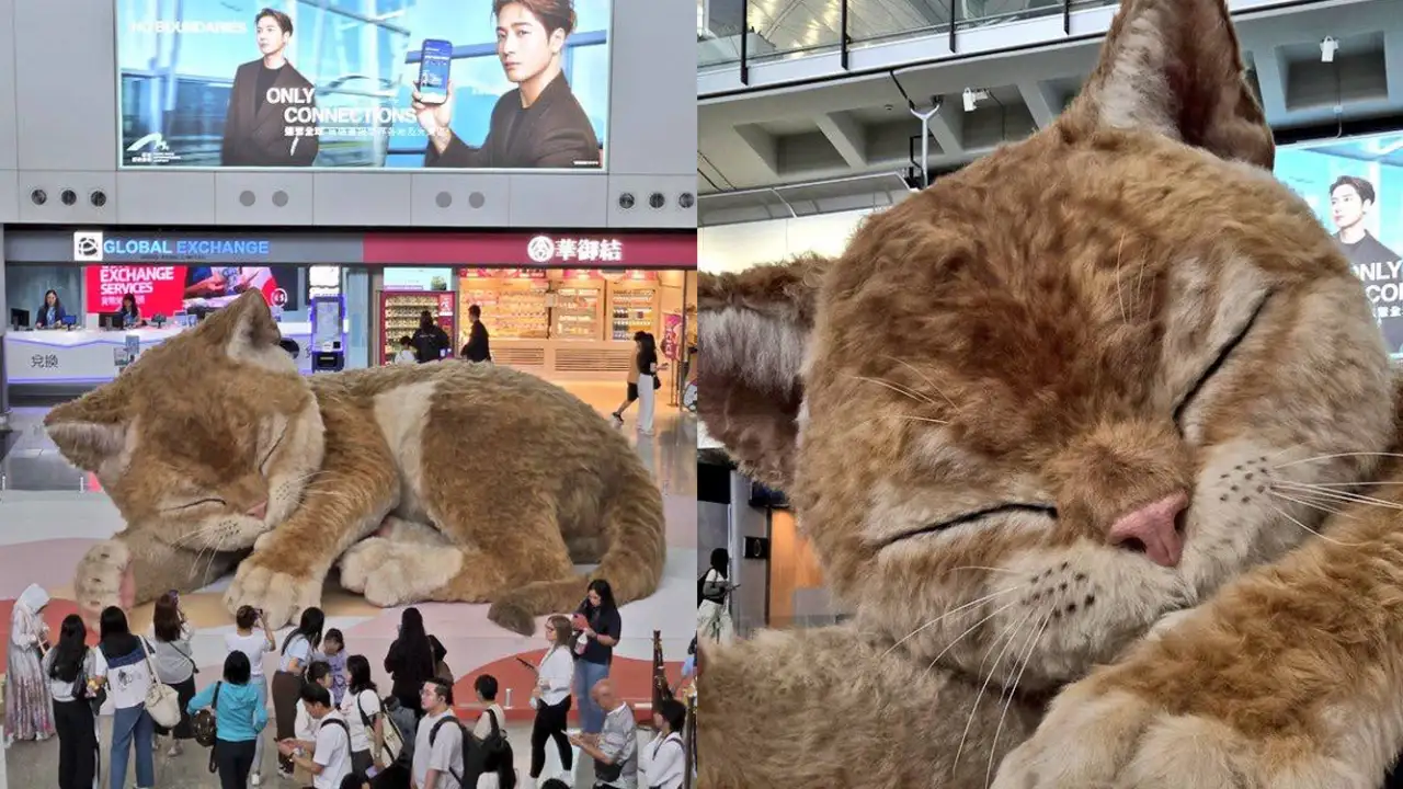 Гигантский котик в аэропорту Гонконга.