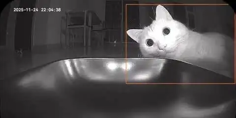 Автоматическая кормушка сломала кота.