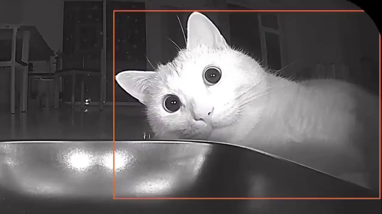 Кот в ожидании корма.