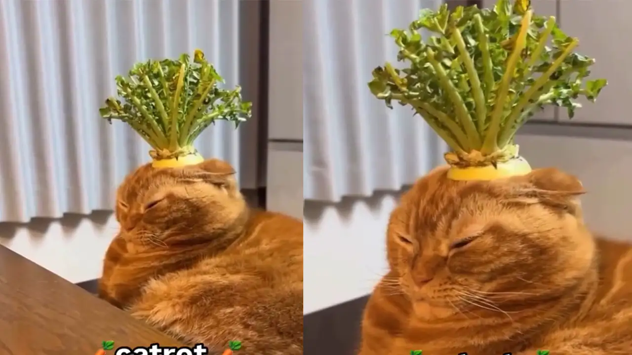 Морковный кот.