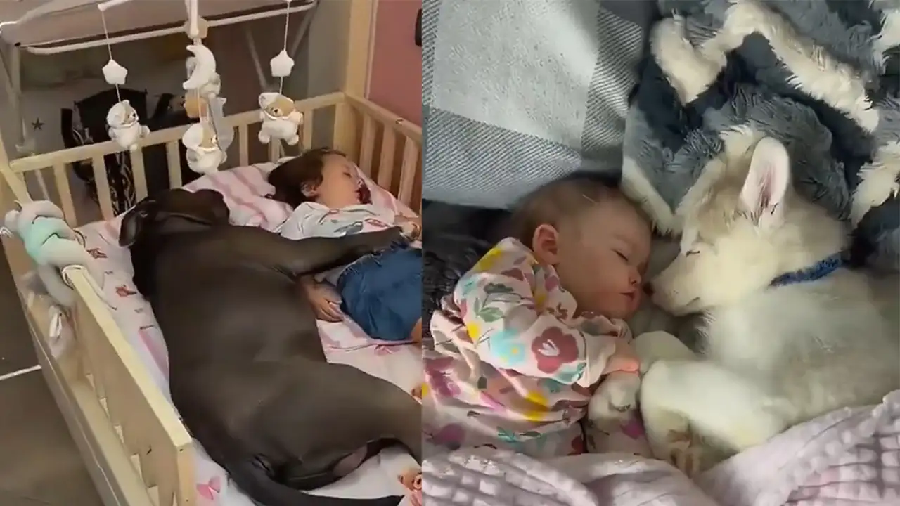 Песики и дети.