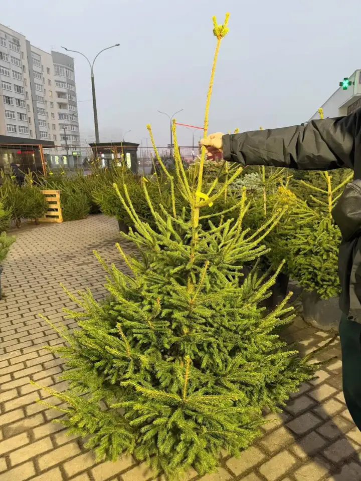 Крутая ёлка в Минске. Крутая ёлка в Минске.