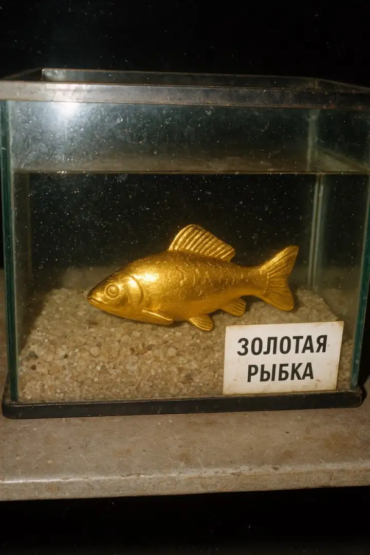 Золотая рыбка.
