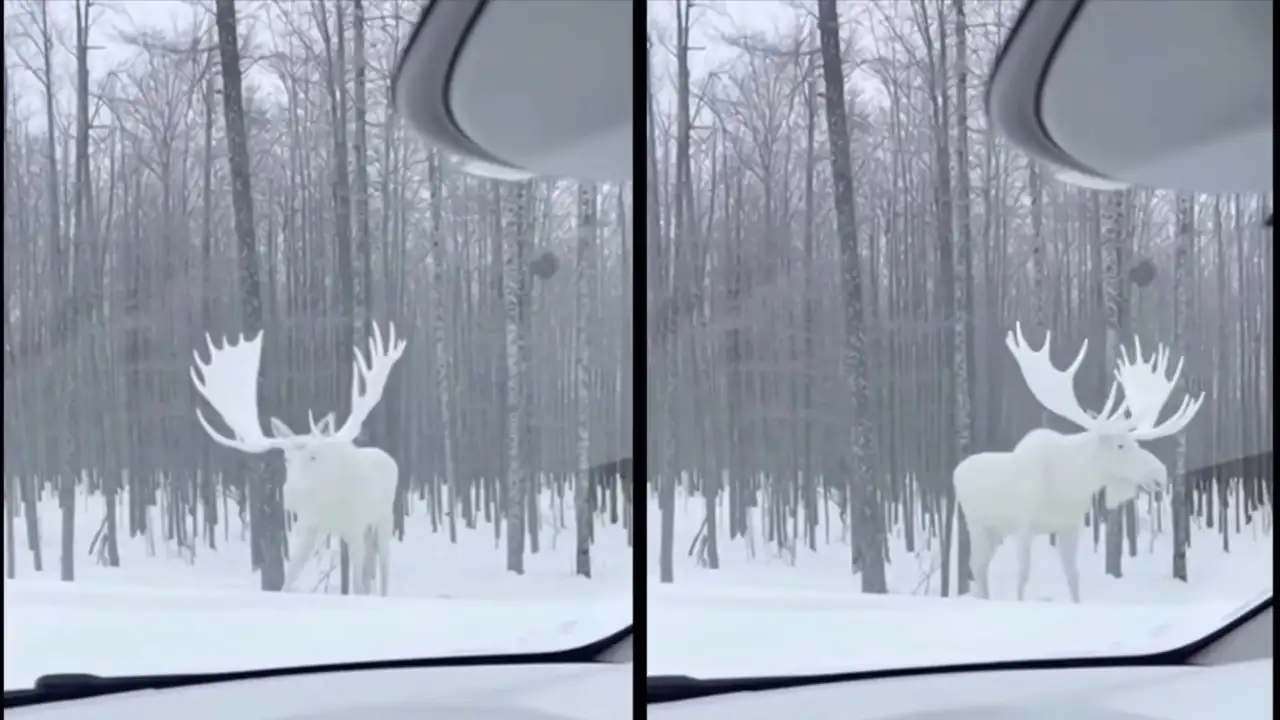 Белый лось.