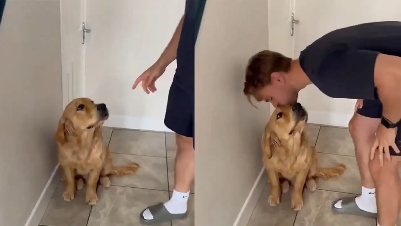 Пес Паркер.