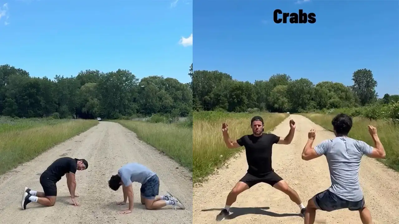 Приветствия животных. 