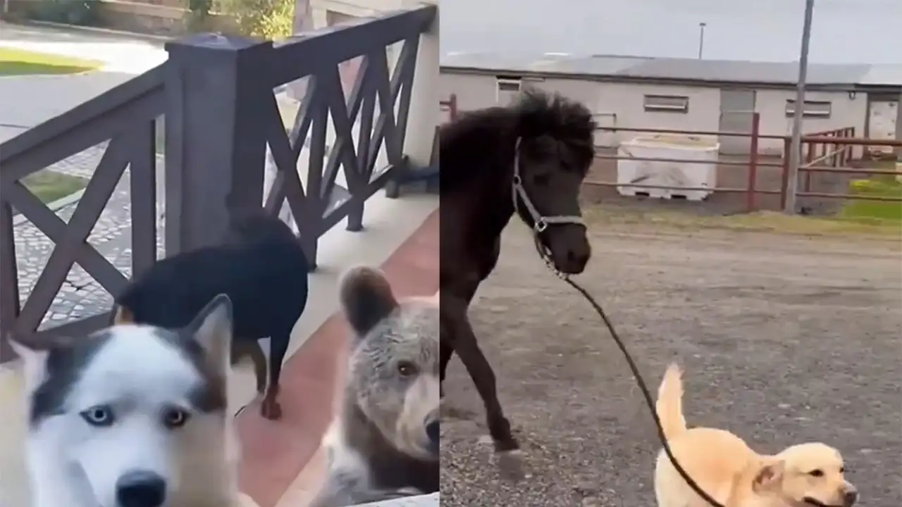 Собаки с новыми друзьями.