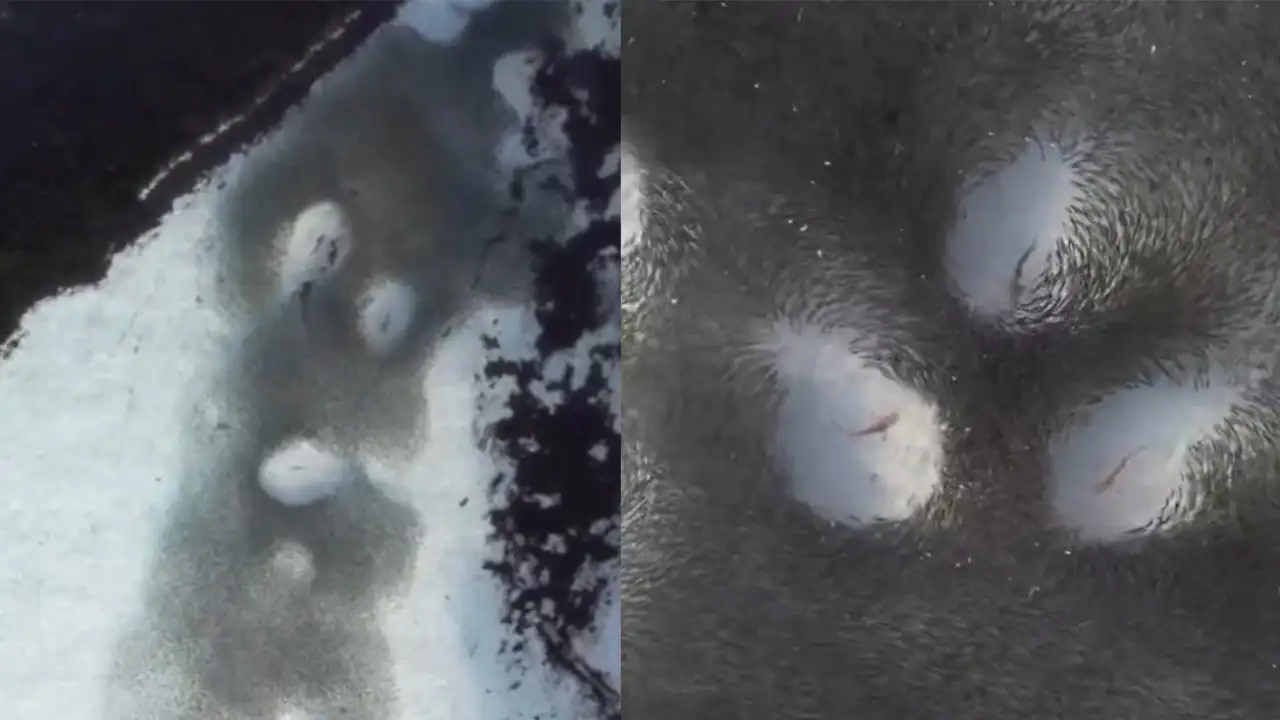 Охота рифовых акул с высоты.