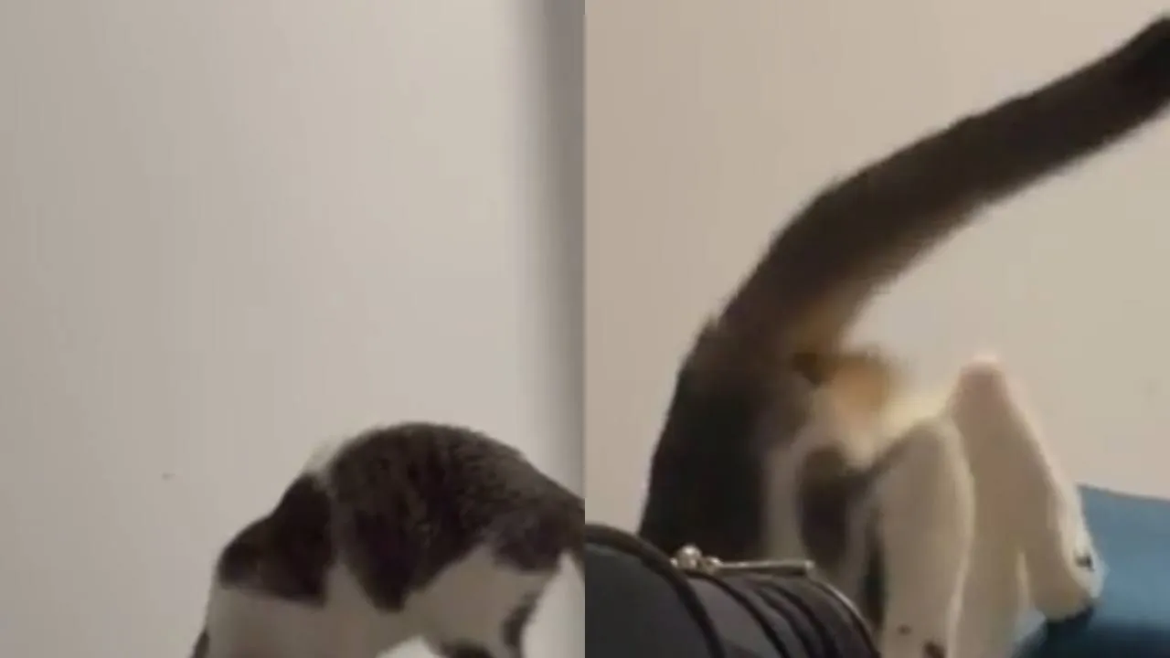 Котик залез в чемодан. 