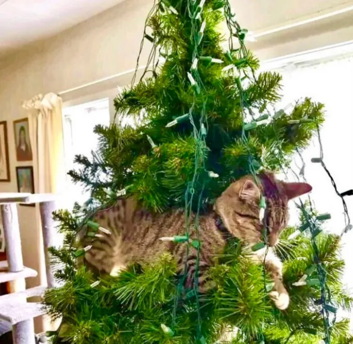 Лучшее украшение новогодней елки.
