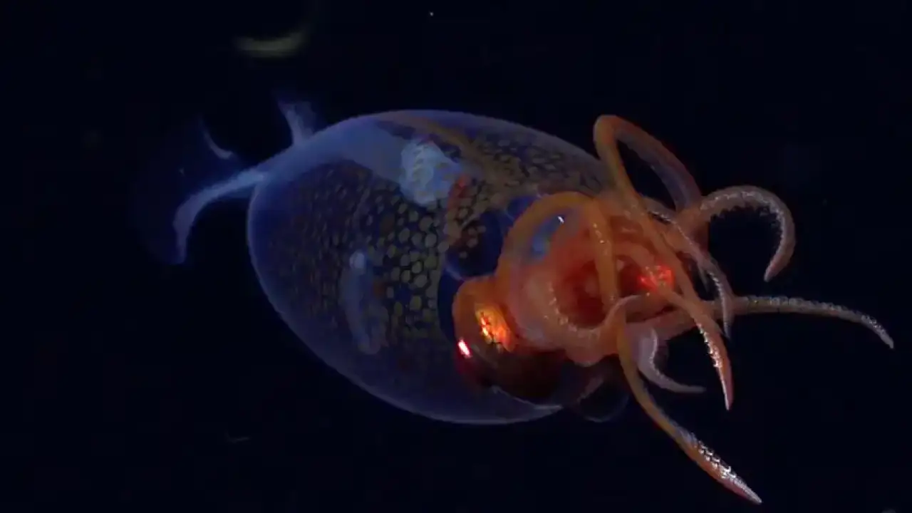 © Schmidt Ocean Institute