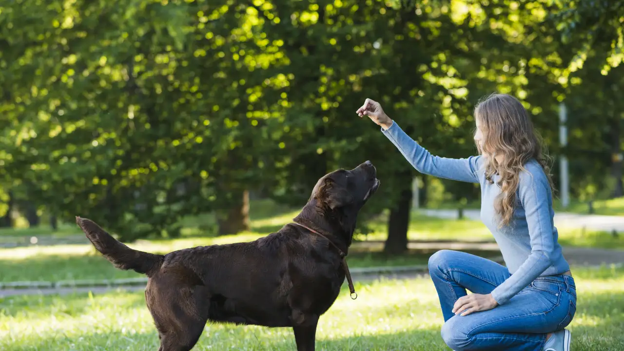 Дрессировка собаки.
