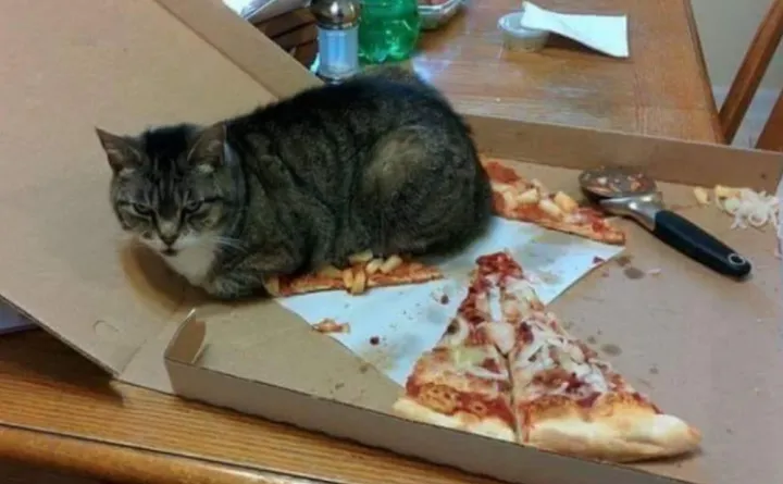 «Теперь эта пицца моя, кожаный.