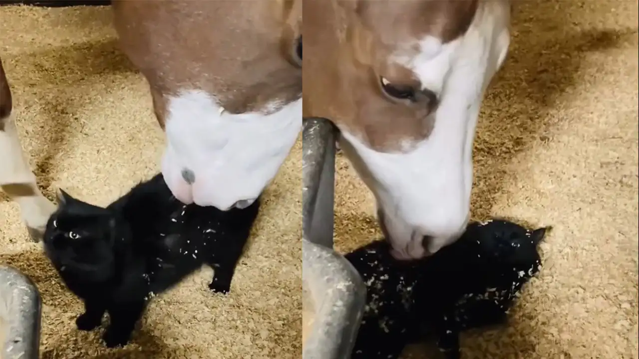 Массаж от лошадки.