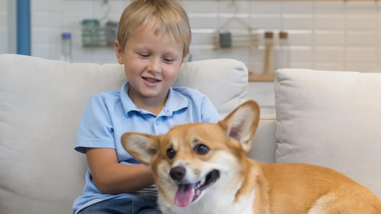 Ребенок и корги.
