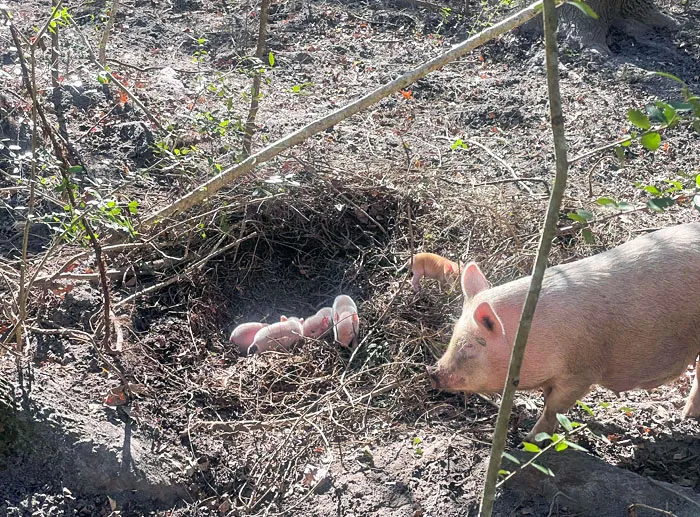 «Наша свинка подарила нам поросят на Рождество. Они великолепны».