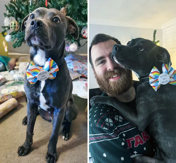 «Перед Рождеством мы усыновили этого хвостатого парня».