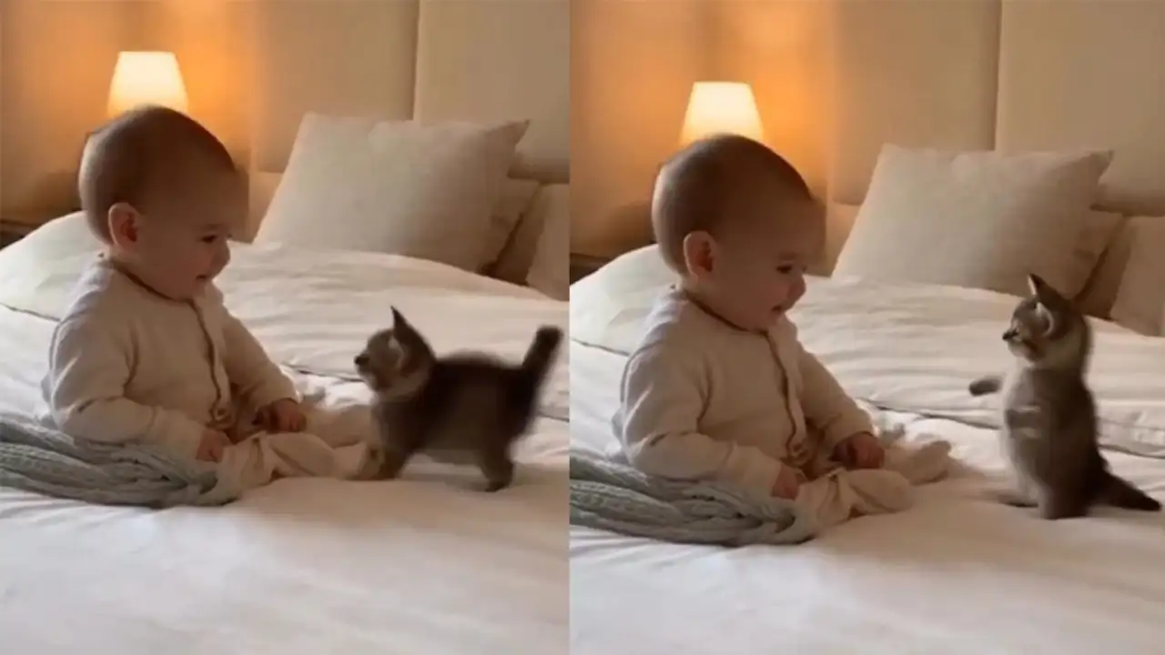 Котенок и младенец.