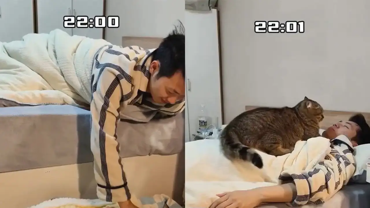 Кот, занимающий кровать.