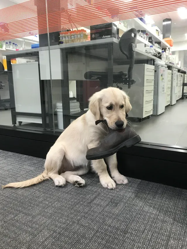 «Кто-нибудь еще владеет золотым клептоманом? Я взял ее на работу, а она решила украсть ботинок коллеги».