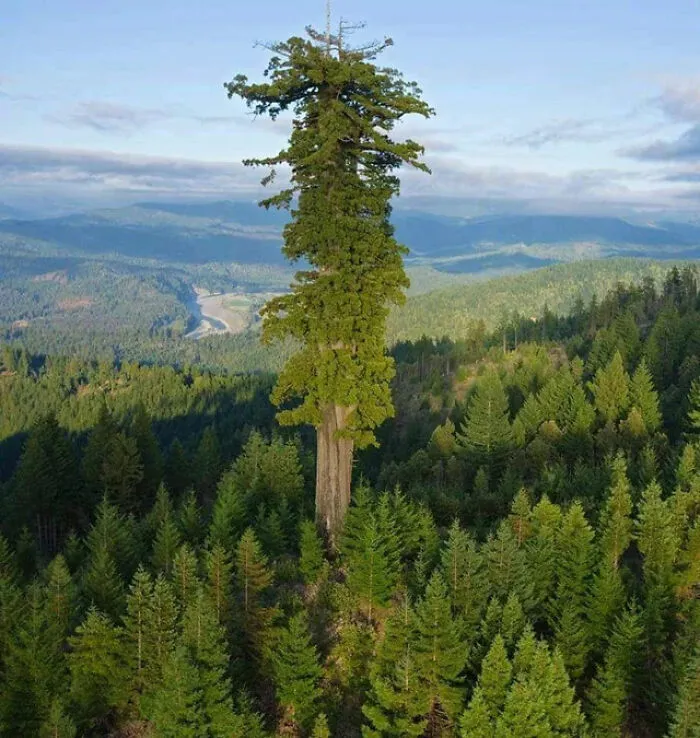 Секвойя Гиперион — самое высокое живое дерево в мире.