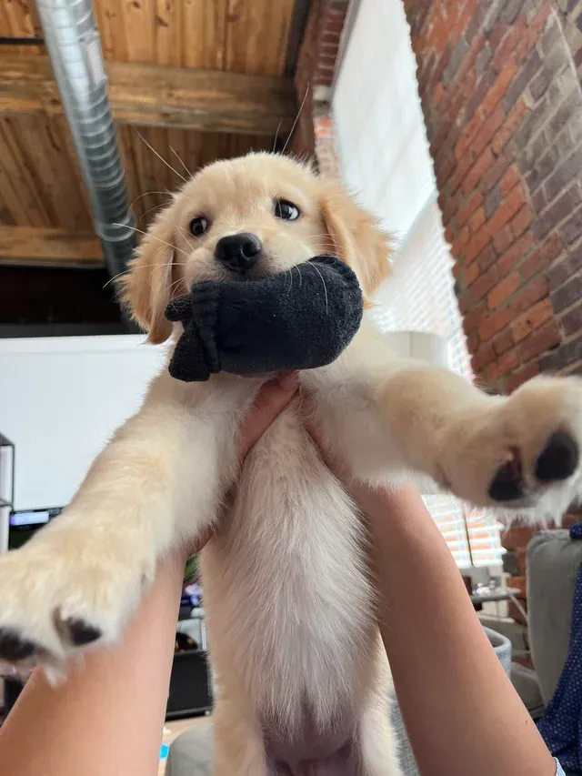 Воришка носков.