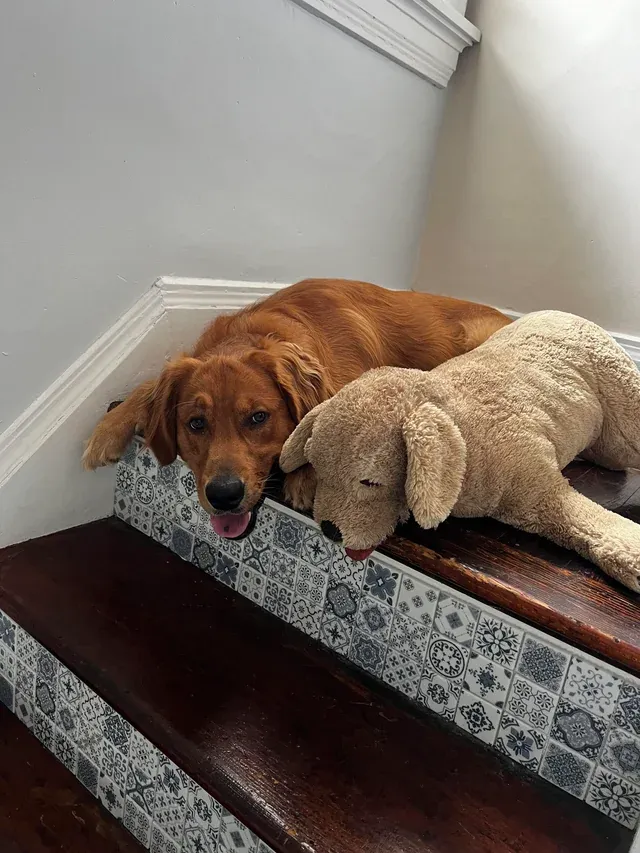 У него есть свой щенок.