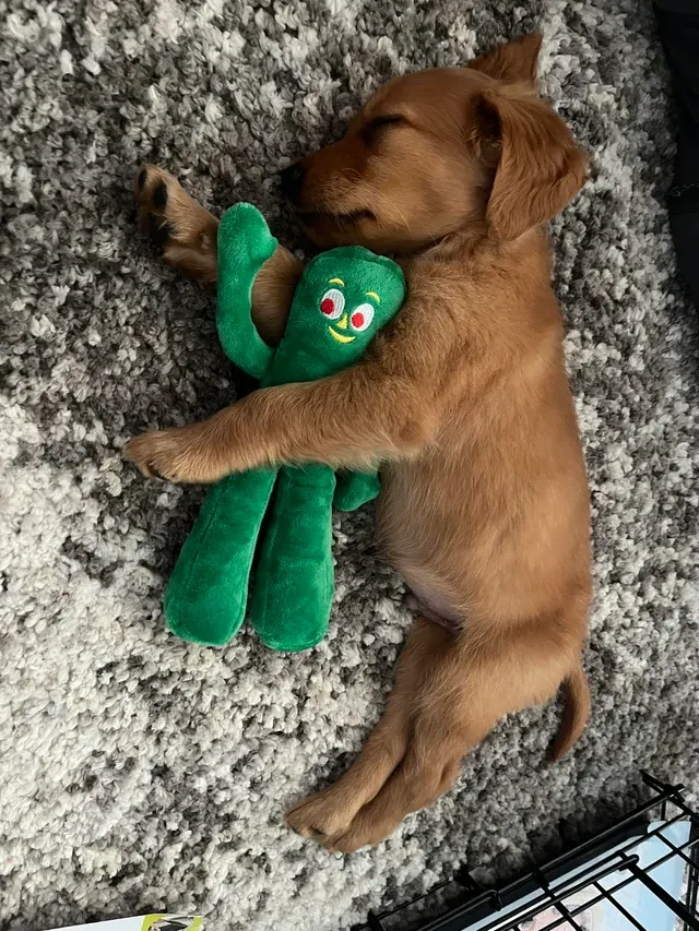 «Встречайте нового члена семьи, Кевина».