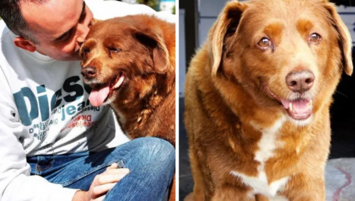 «Боби стал самым старым псом в мире. Ему почти 32 года».