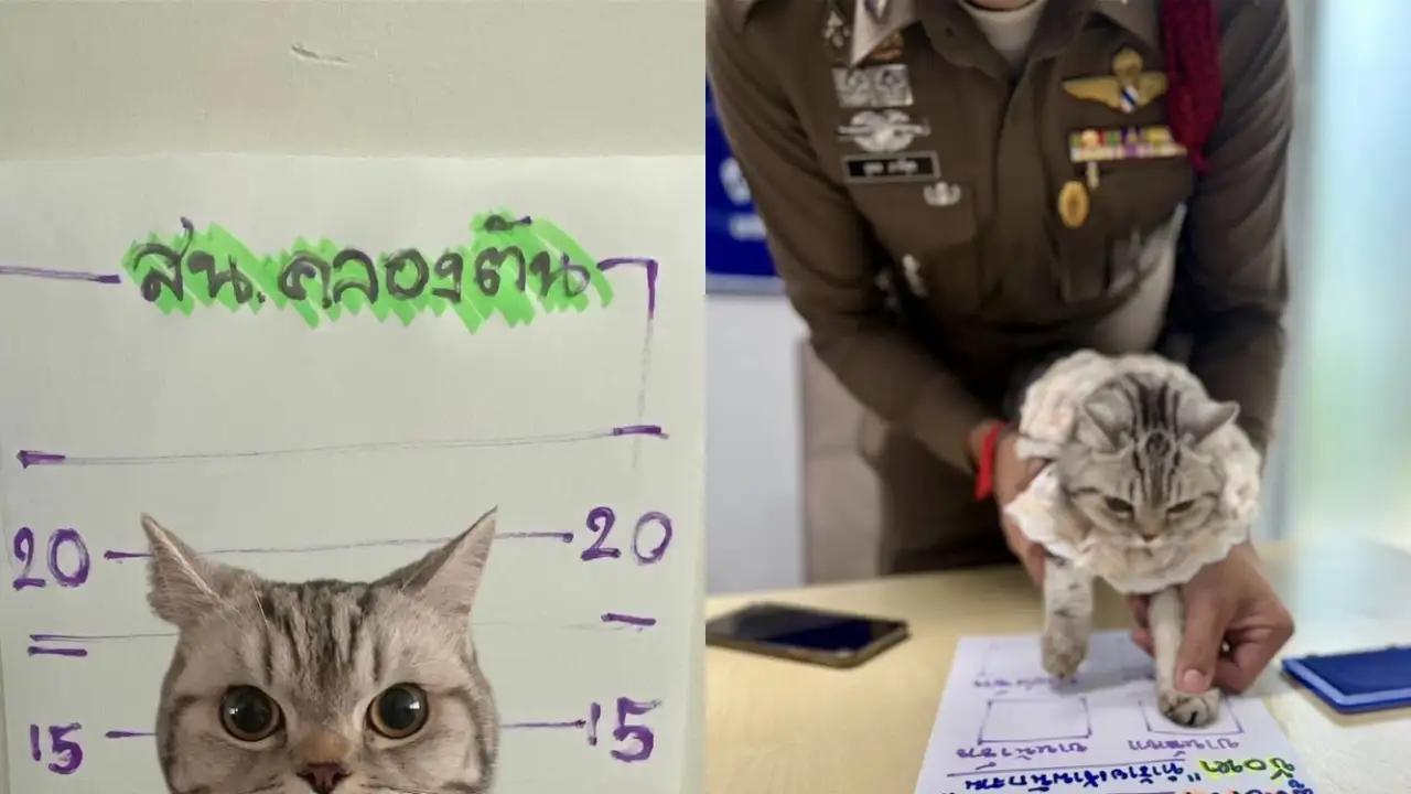 В Таиланде на кошку завели уголовное дело.